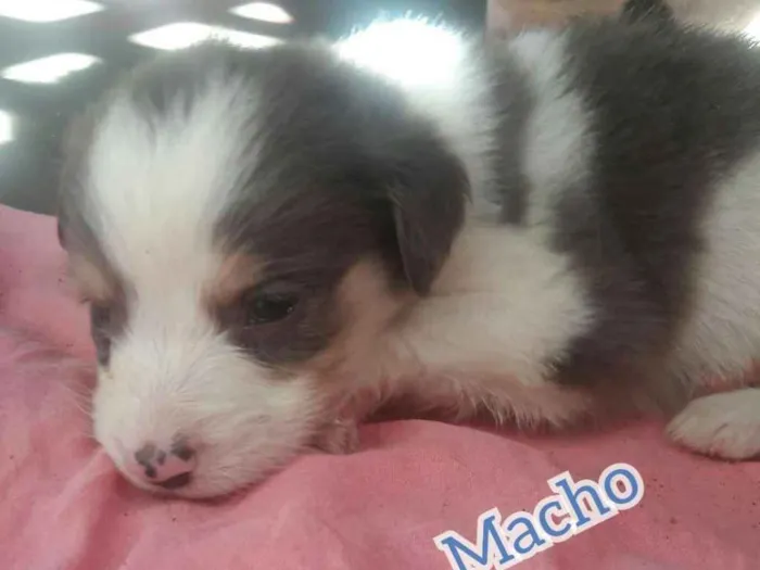 Cachorro ra a . idade Abaixo de 2 meses nome .