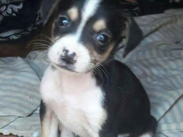 Cachorro ra a . idade Abaixo de 2 meses nome .