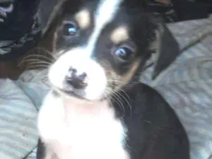 Cachorro raça . idade Abaixo de 2 meses nome .