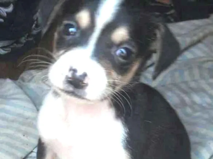 Cachorro ra a . idade Abaixo de 2 meses nome .
