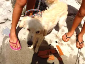 Cachorro raça Vira lata idade 1 ano nome Sansaõ
