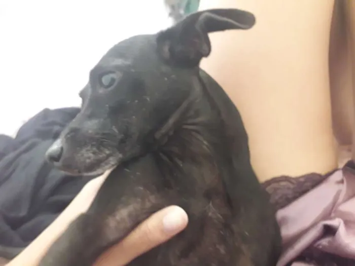 Cachorro ra a Vira lata idade 7 a 11 meses nome Rolinha