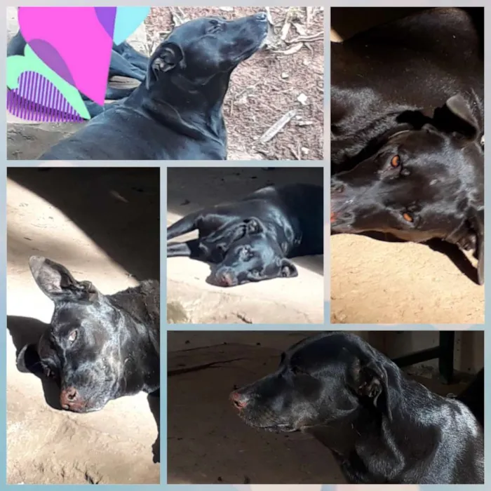 Cachorro ra a SRD idade 5 anos nome Nina