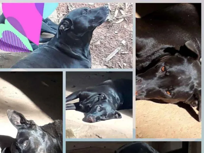 Cachorro ra a SRD idade 5 anos nome Nina