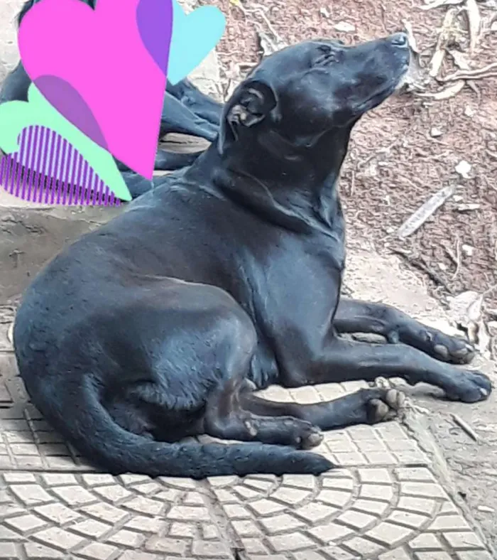 Cachorro ra a SRD idade 5 anos nome Nina