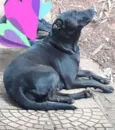 Nina