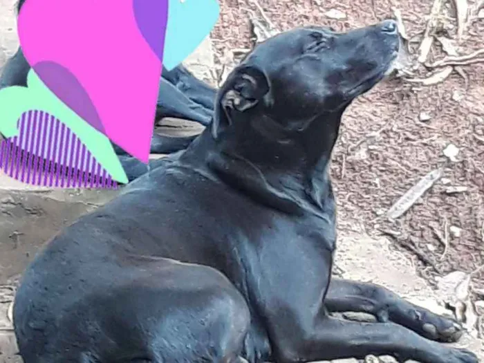 Cachorro ra a SRD idade 5 anos nome Nina
