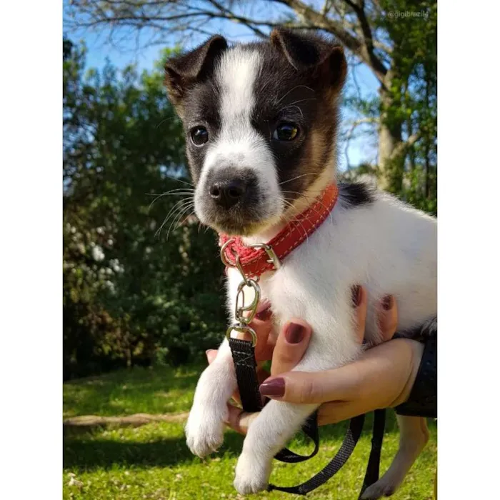 Cachorro ra a SRD idade 2 a 6 meses nome Biscoitinho