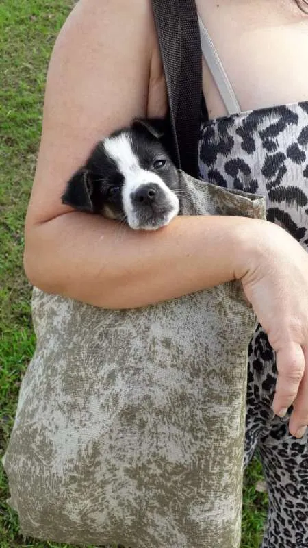 Cachorro ra a SRD idade 2 a 6 meses nome Biscoitinho
