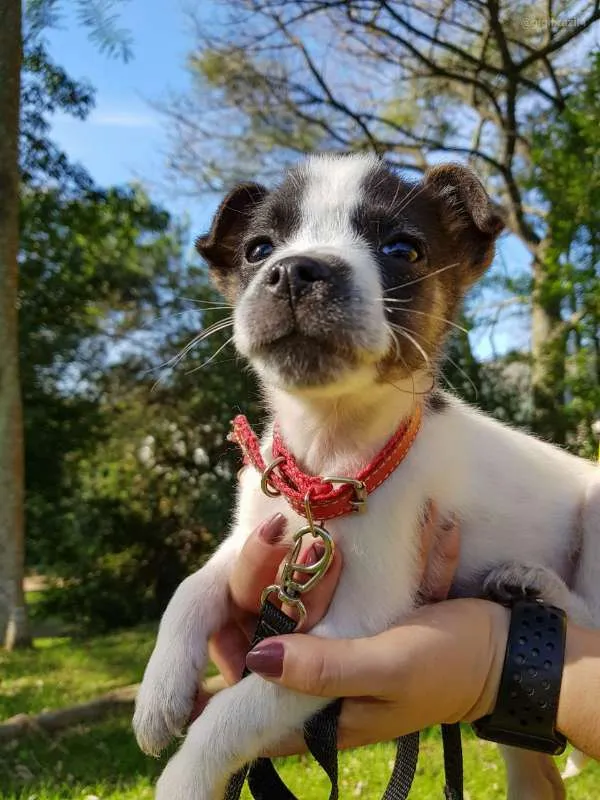 Cachorro ra a SRD idade 2 a 6 meses nome Biscoitinho