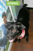 ZORRO