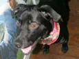 ZORRO