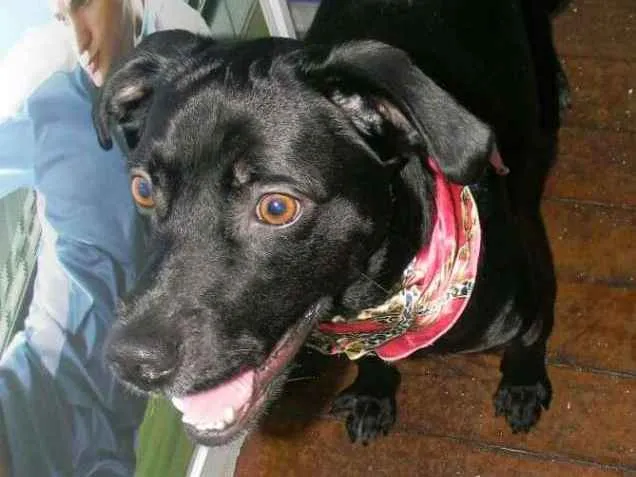 Cachorro ra a SRD idade 2 anos nome ZORRO