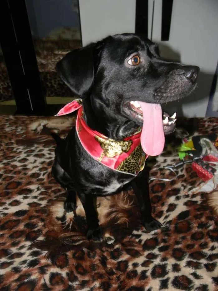 Cachorro ra a SRD idade 2 anos nome ZORRO