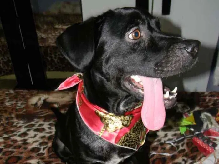 Cachorro ra a SRD idade 2 anos nome ZORRO