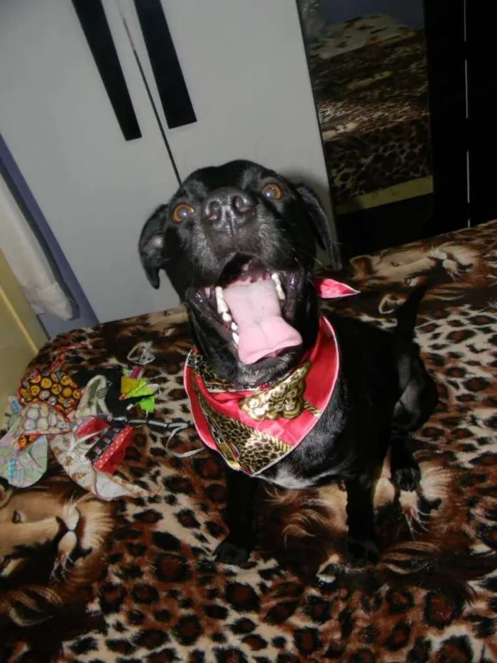 Cachorro ra a SRD idade 2 anos nome ZORRO