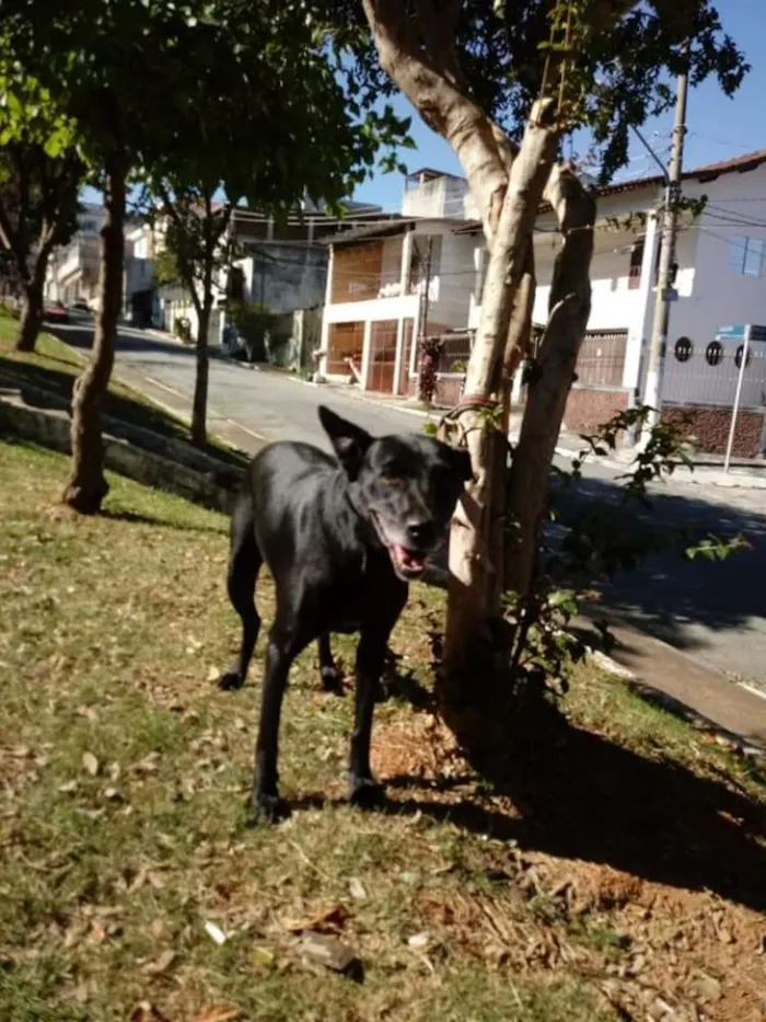 Cachorro ra a SRD idade 6 ou mais anos nome BIG