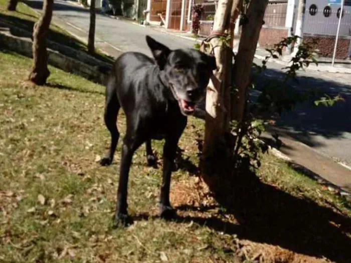 Cachorro ra a SRD idade 6 ou mais anos nome BIG