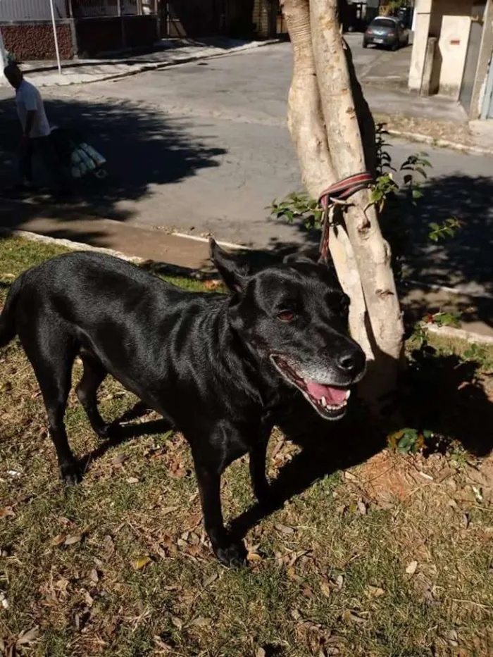 Cachorro ra a SRD idade 6 ou mais anos nome BIG