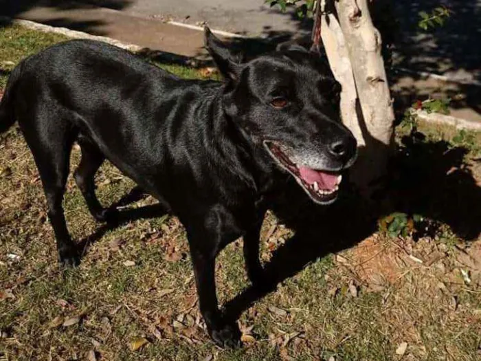 Cachorro ra a SRD idade 6 ou mais anos nome BIG