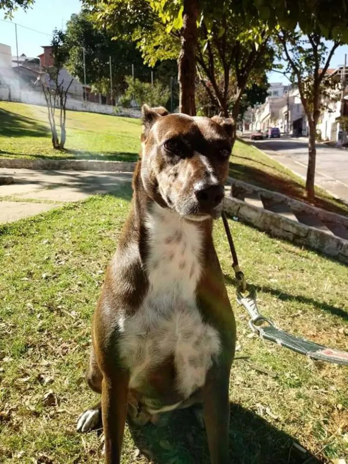 Cachorro ra a SRD idade 2 anos nome CACAU