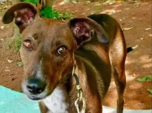 Cachorro raça SRD idade 2 anos nome CACAU