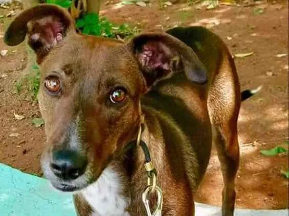 Cachorro ra a SRD idade 2 anos nome CACAU