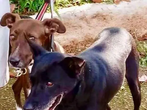 Cachorro ra a SRD idade 2 anos nome CACAU