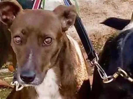 Cachorro ra a SRD idade 2 anos nome CACAU