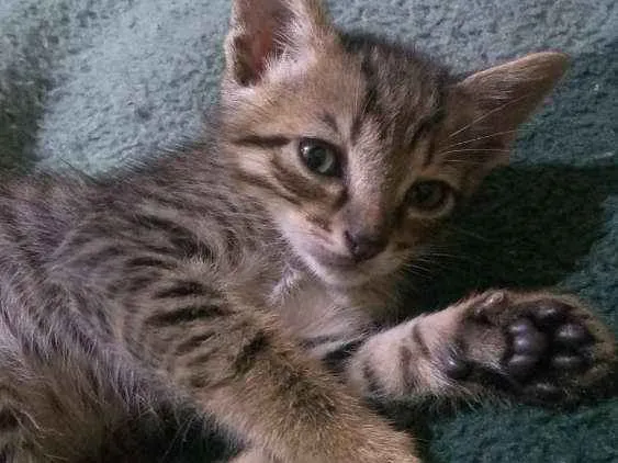 Gato ra a  idade 2 a 6 meses nome Sem nomes ainda
