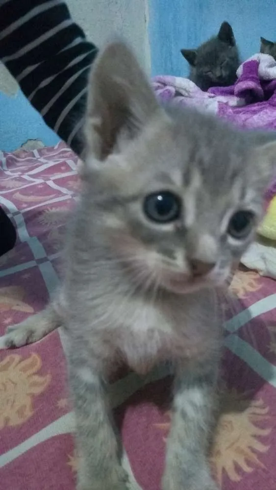 Gato ra a  idade 2 a 6 meses nome Sem nomes ainda