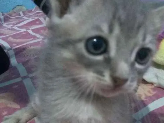 Gato ra a  idade 2 a 6 meses nome Sem nomes ainda