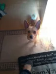 Pipoca