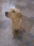 Greta