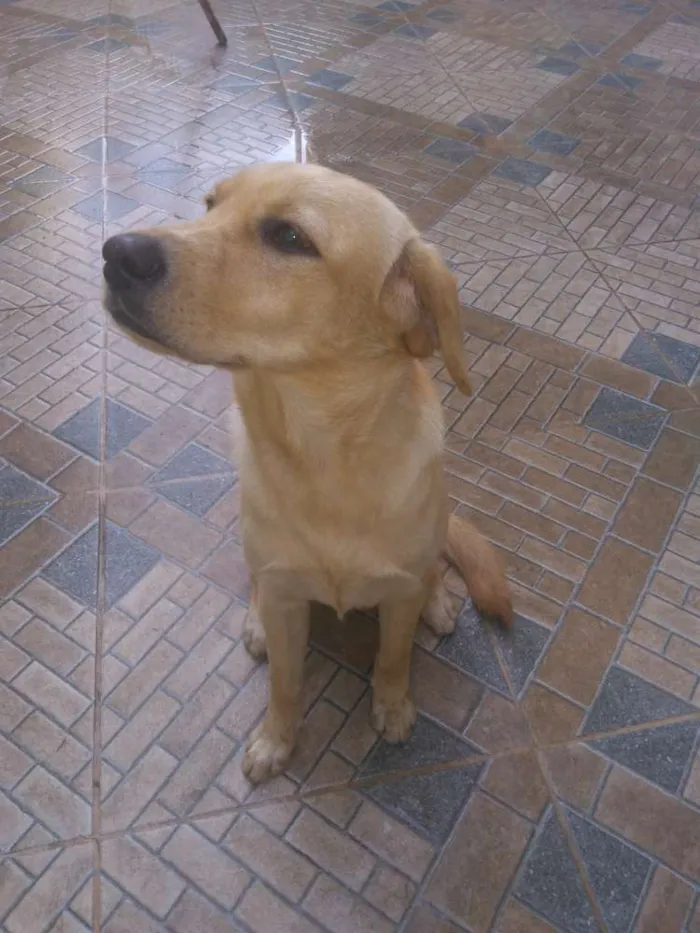 Cachorro ra a Labrador idade 7 a 11 meses nome Greta
