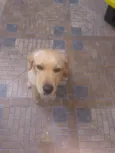 Greta