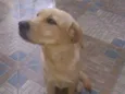 Greta