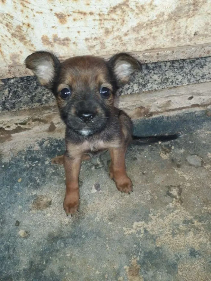 Cachorro ra a  poodle idade Abaixo de 2 meses nome Katy