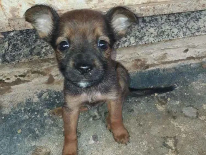 Cachorro ra a  poodle idade Abaixo de 2 meses nome Katy