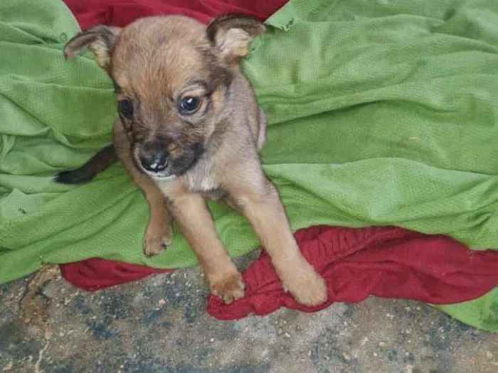 Cachorro ra a  poodle idade Abaixo de 2 meses nome Maria