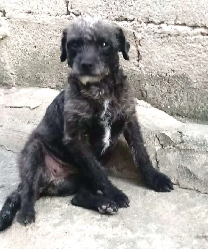 Cachorro ra a Mestiça de poodle  idade 1 ano nome Pantufa 