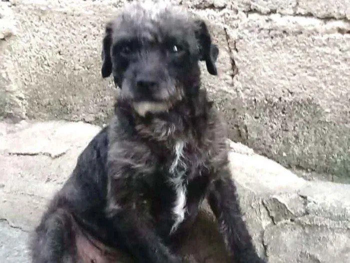 Cachorro ra a Mestiça de poodle  idade 1 ano nome Pantufa 