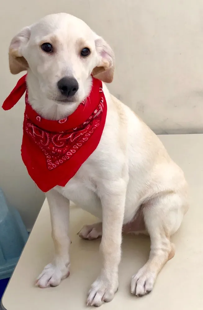 Cachorro ra a SRD idade 2 a 6 meses nome Max