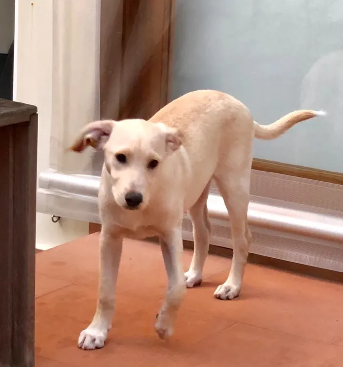 Cachorro ra a SRD idade 2 a 6 meses nome Max