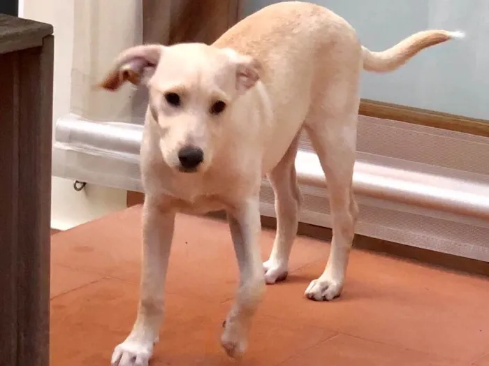 Cachorro ra a SRD idade 2 a 6 meses nome Max