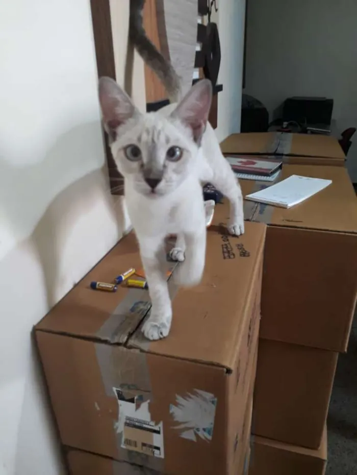 Gato ra a Ciamesa idade 2 a 6 meses nome Lindinha