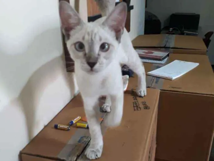 Gato ra a Ciamesa idade 2 a 6 meses nome Lindinha