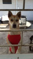 Amora