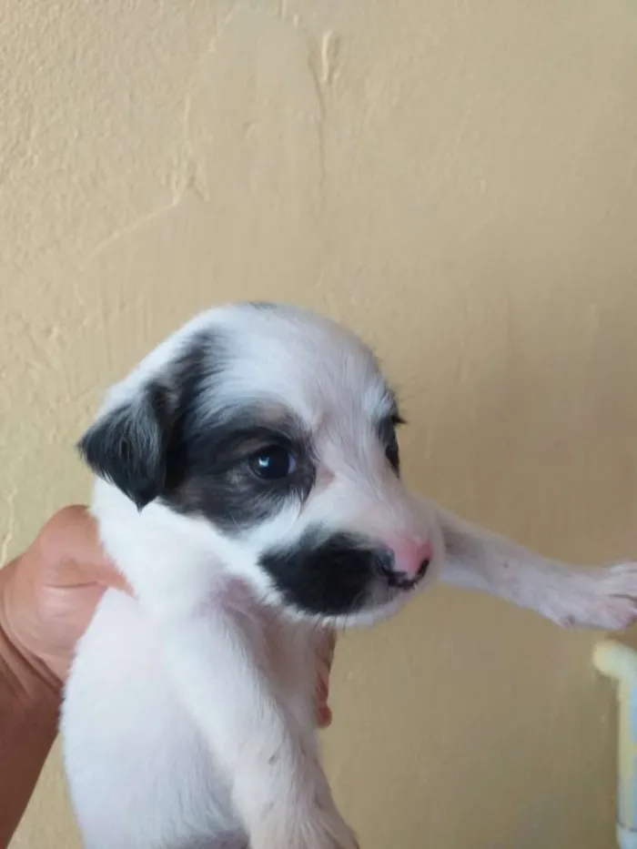 Cachorro raça Sem raça definida idade Abaixo de 2 meses nome Filhotes