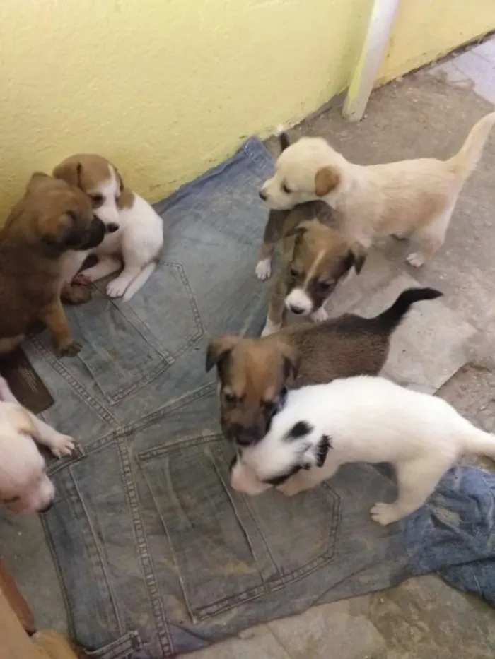 Cachorro raça Sem raça definida idade Abaixo de 2 meses nome Filhotes